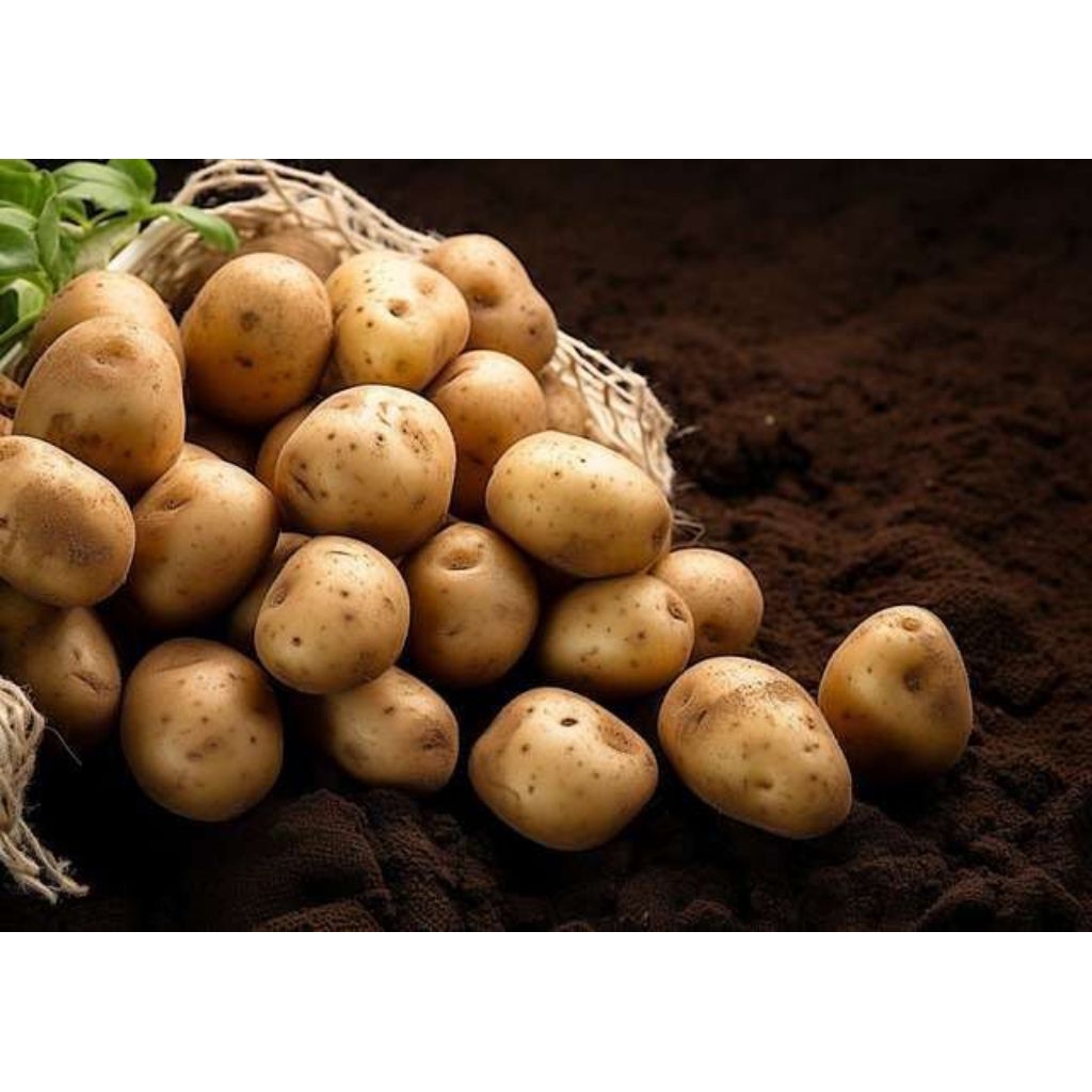 

KENTAG DN ,Kentang sayur 1kg