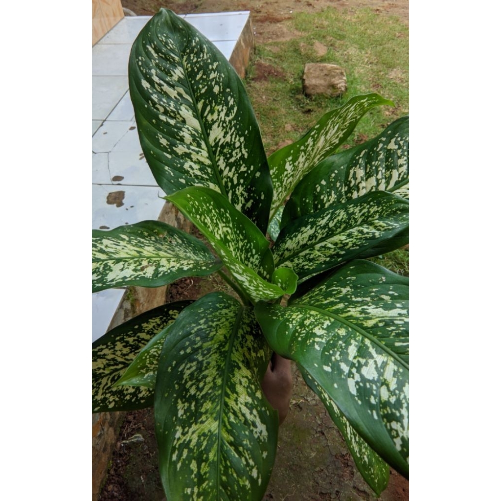 tanaman hias aglonema beras tumpah-blanceng beras tumpah – tanaman sri rejeki blanceng
4.5
(29)