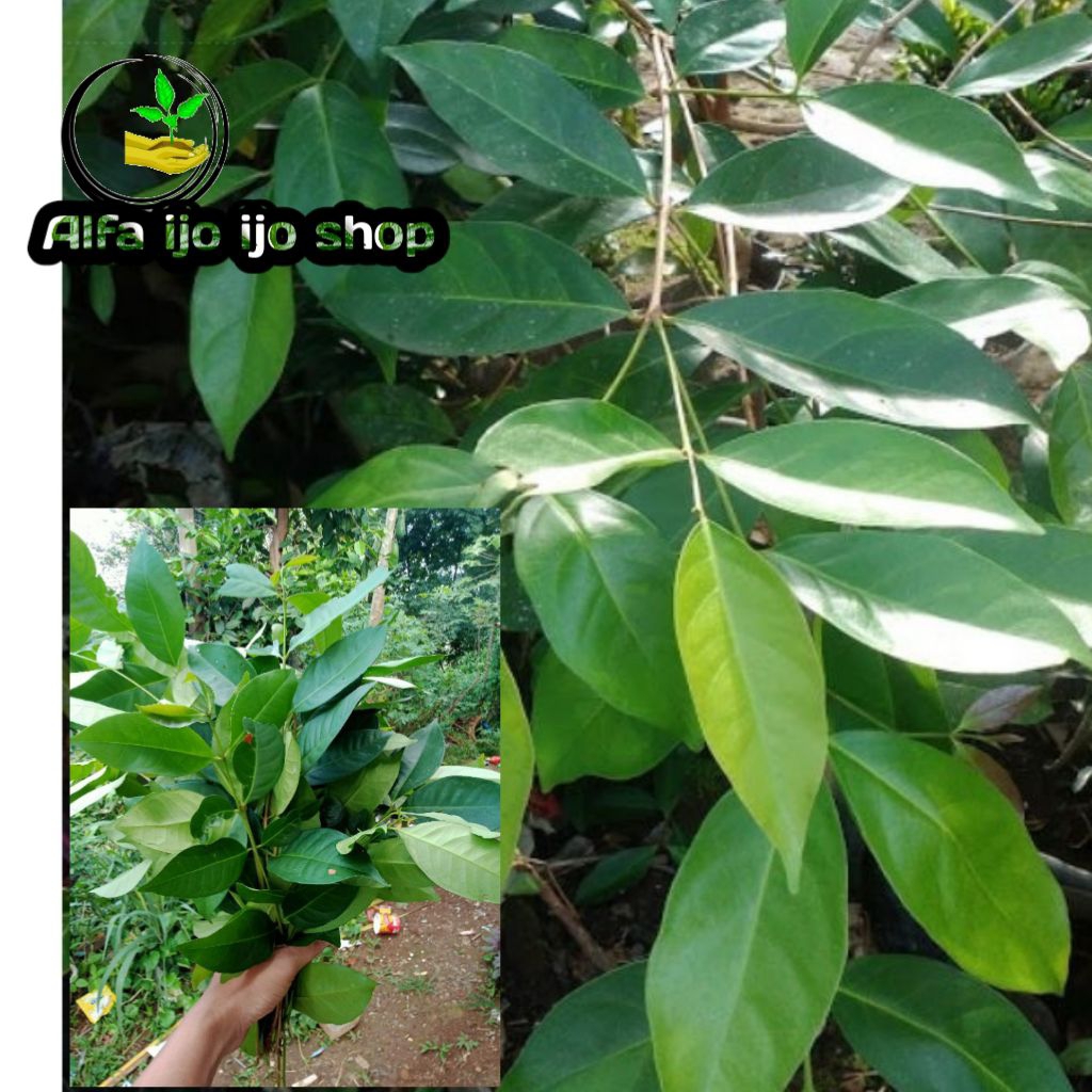 

daun salam segar untuk penyedap dan pelengkap masakan satu ikat