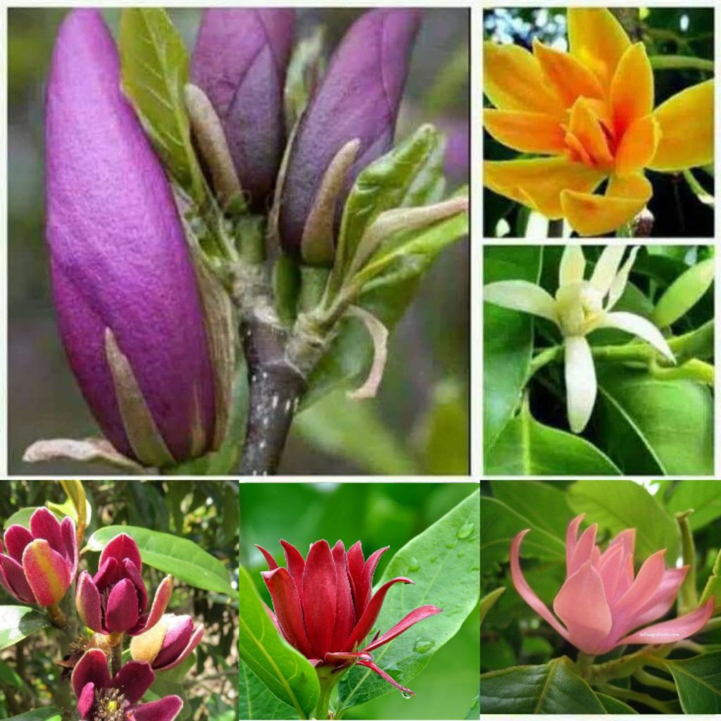 Termurah Paket 6 Tanaman Hias Bunga Kantil Cempaka/ Paket 6 Pohon Bunga Kantil Cempaka