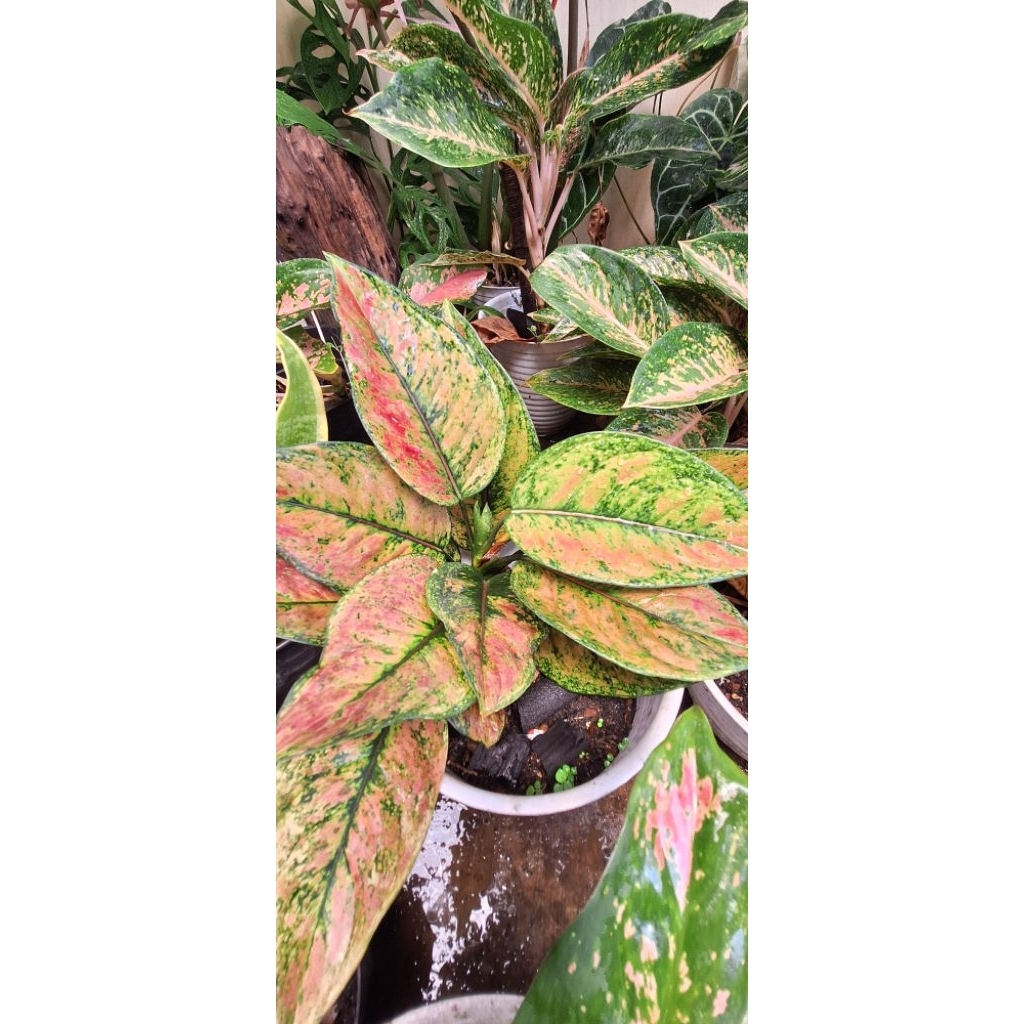 aglonema red hengheng rimbun dewasa
