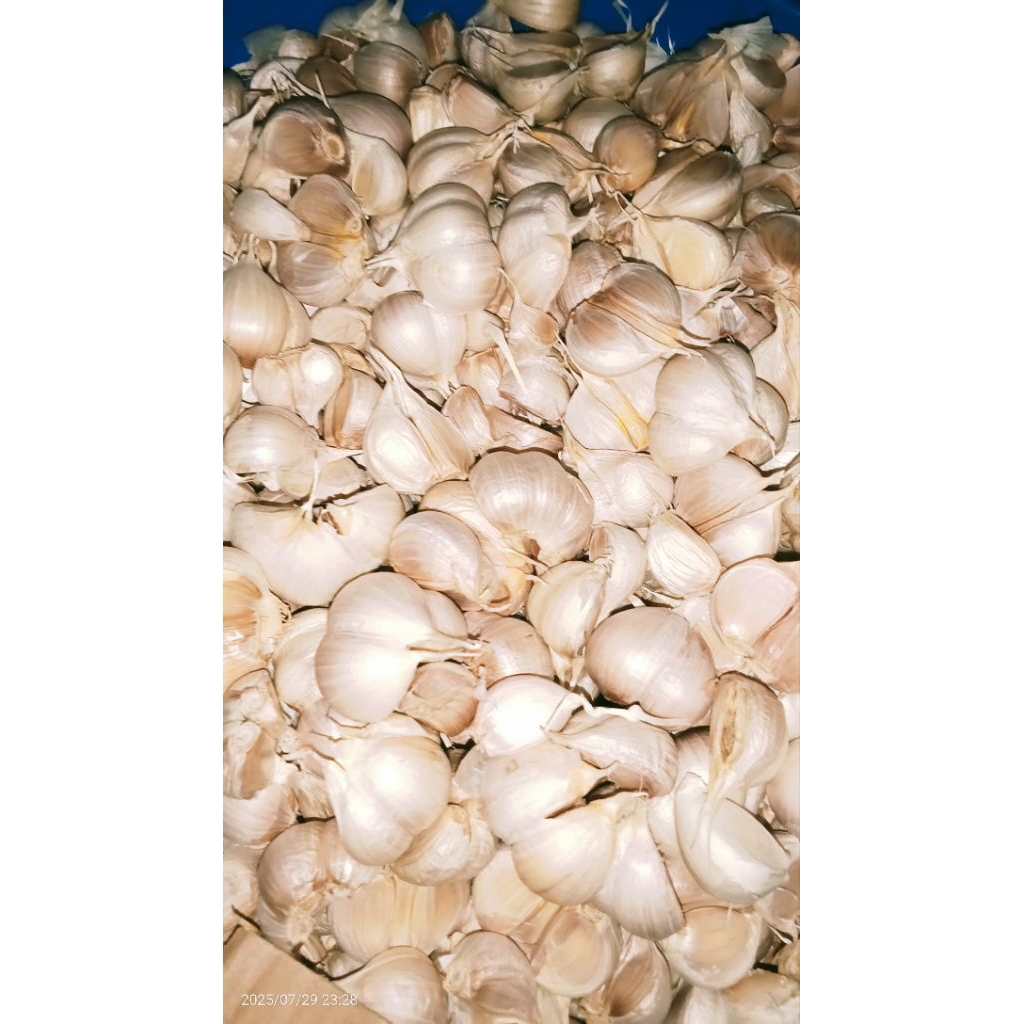 

bawang putih kating 1 kg