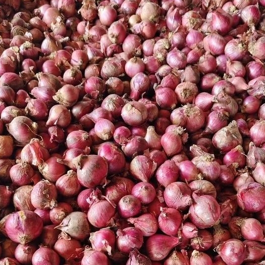 

Bawang Merah Kecil 1 Kg (Ares/Mix Sedang -Kecil)