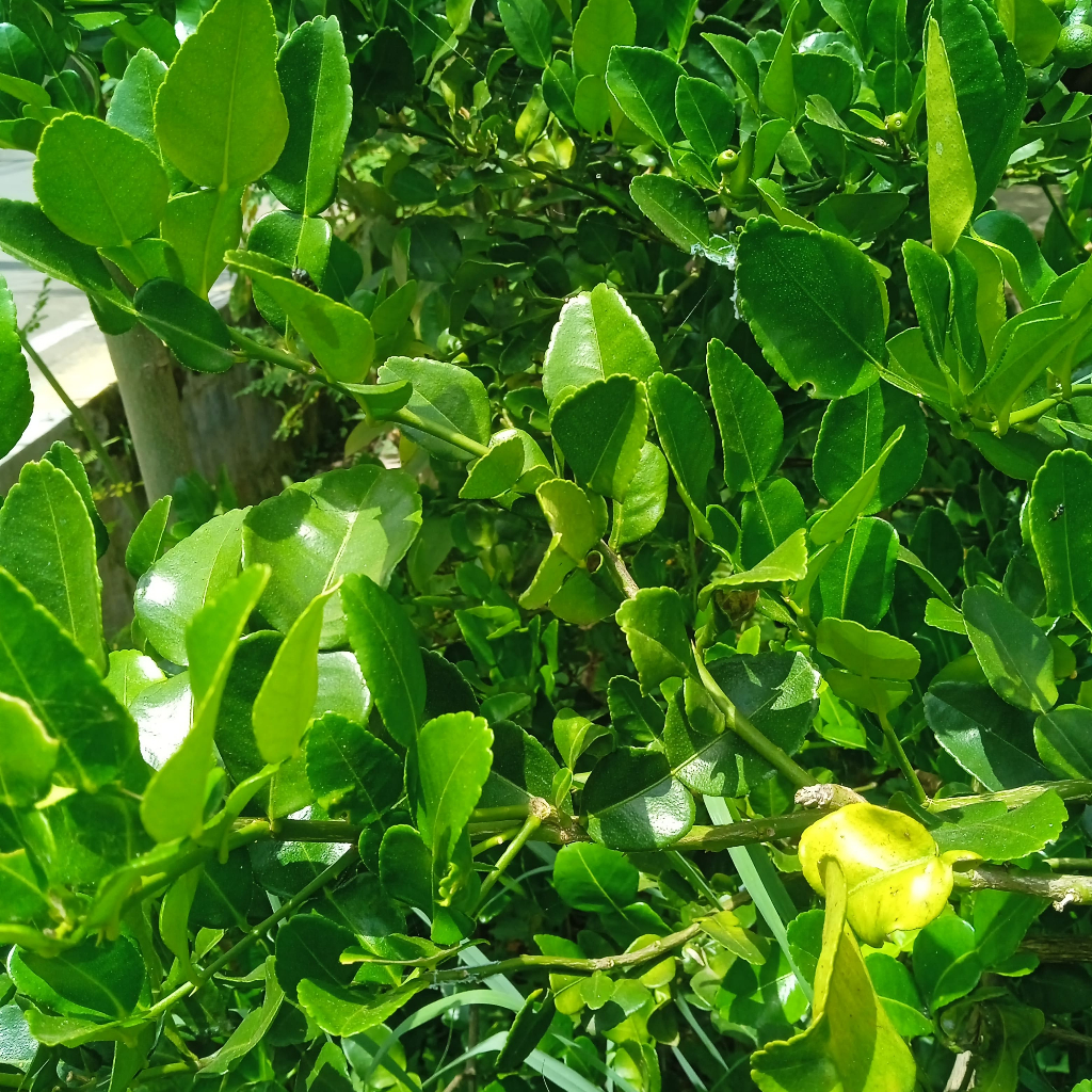 

DAUN JERUK 20gram / BUMBU DAPUR - SAYUR SAYURAN CURAH