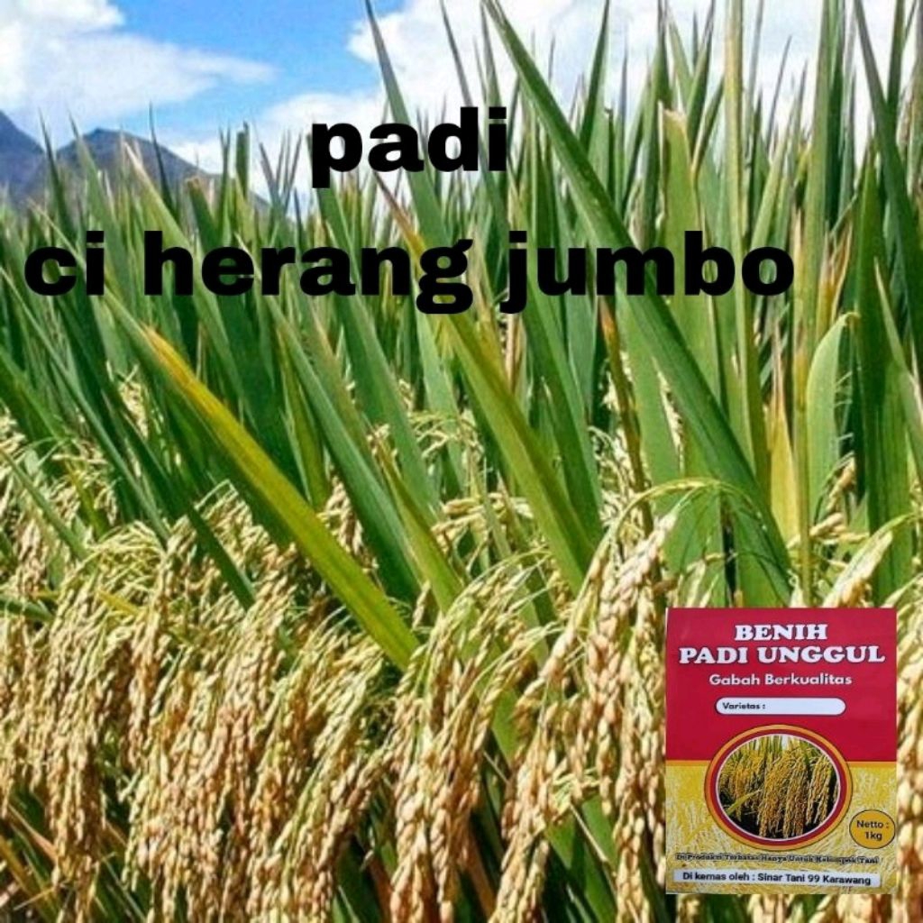 BENIH PADI UNGGUL CIHERANG JUMBO KUALITAS 1kg