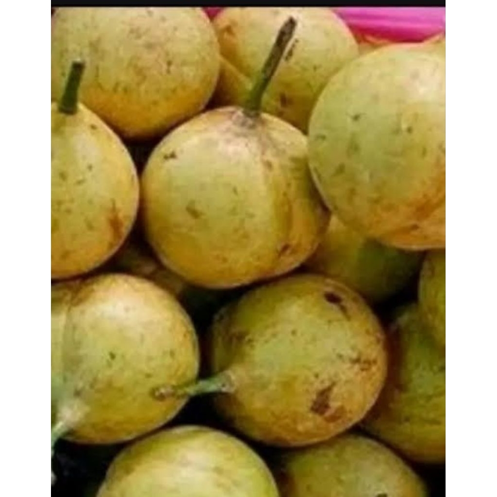 

jual pala segar 1kg fress