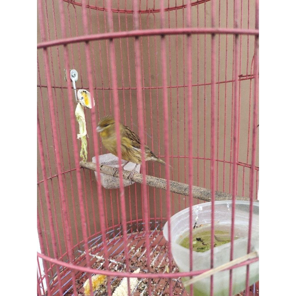 kenari afs angkat gacor