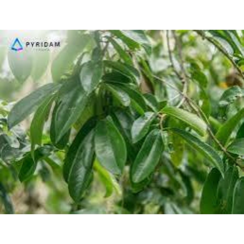 

PROMO Daun Sirsak Segar Organik Herbal Obat Kanker Tumor Daun Sirsak Daun Segar Sirsak Daun Sirsak Daun Sirsak Segar Termurah Ori Asli