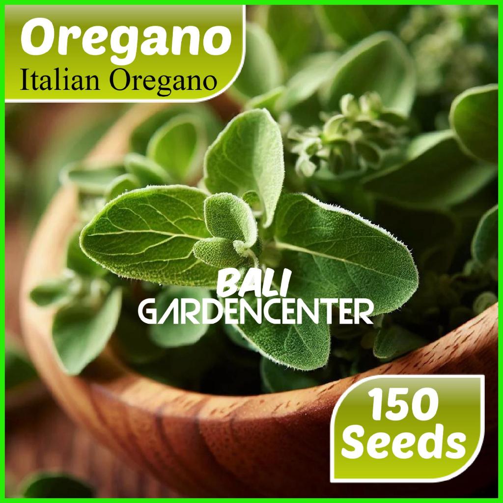 Isi 150 Benih Biji Oregano - Italian Oregano Import