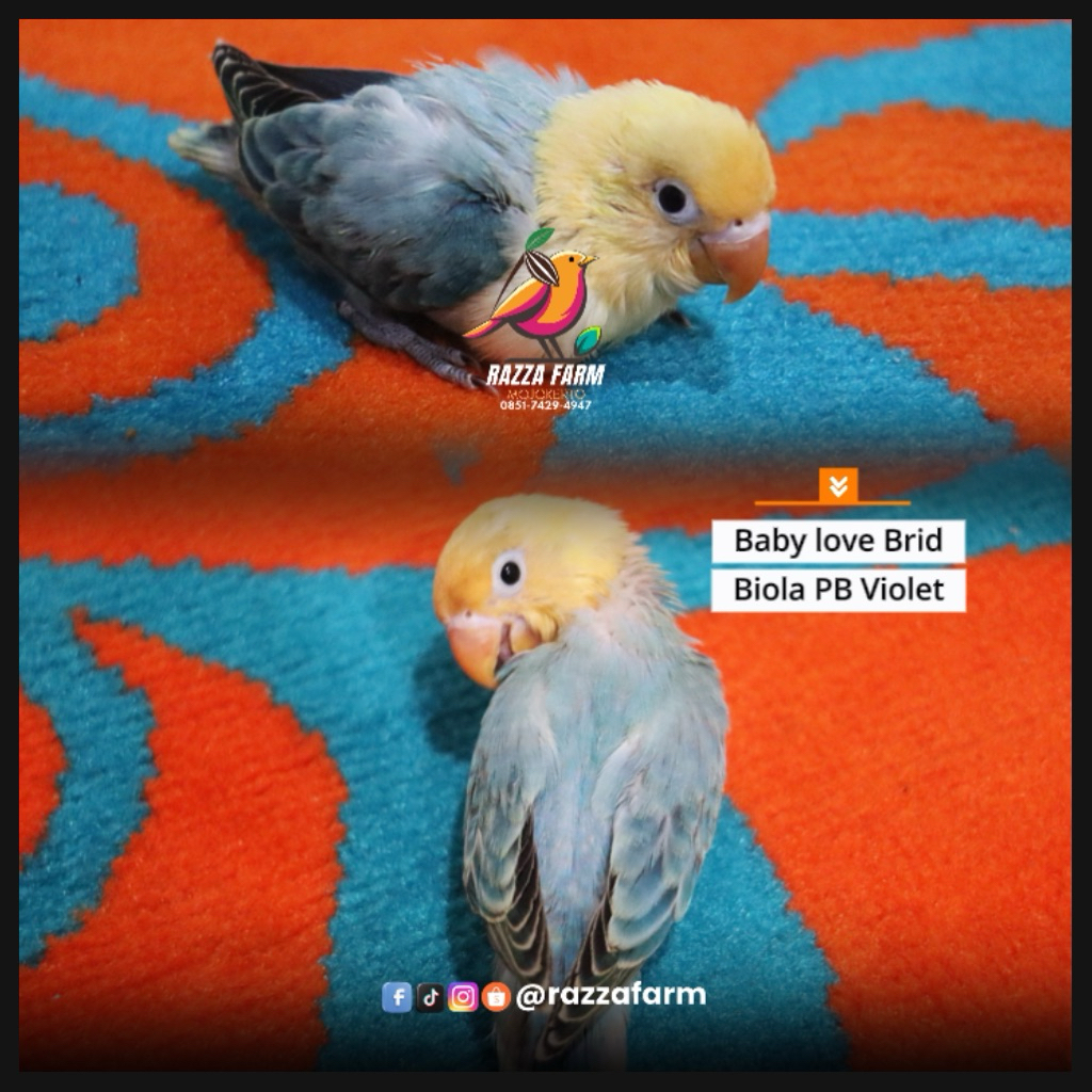 Love Bird Biola PB Usia 2 Bulan