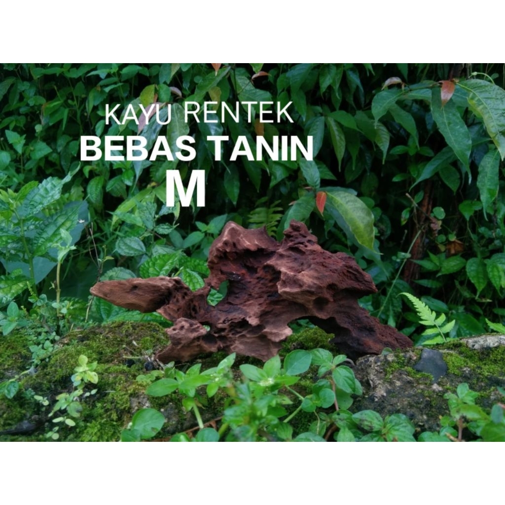 Kayu rentek aquascape bebas tanin size M full tenggelam