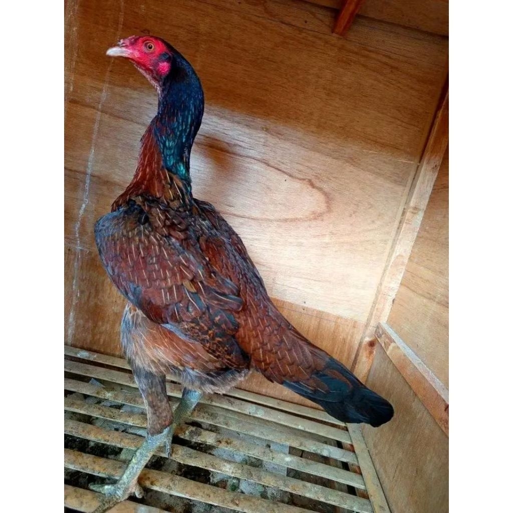 telur ayam mangon original asli petarung bisa untuk di tetaskan