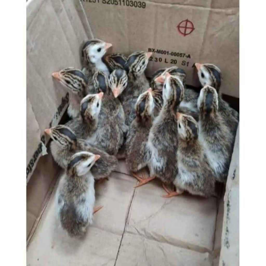 Anakan Ayam Mutiara Sehat - Bonus Vitamin