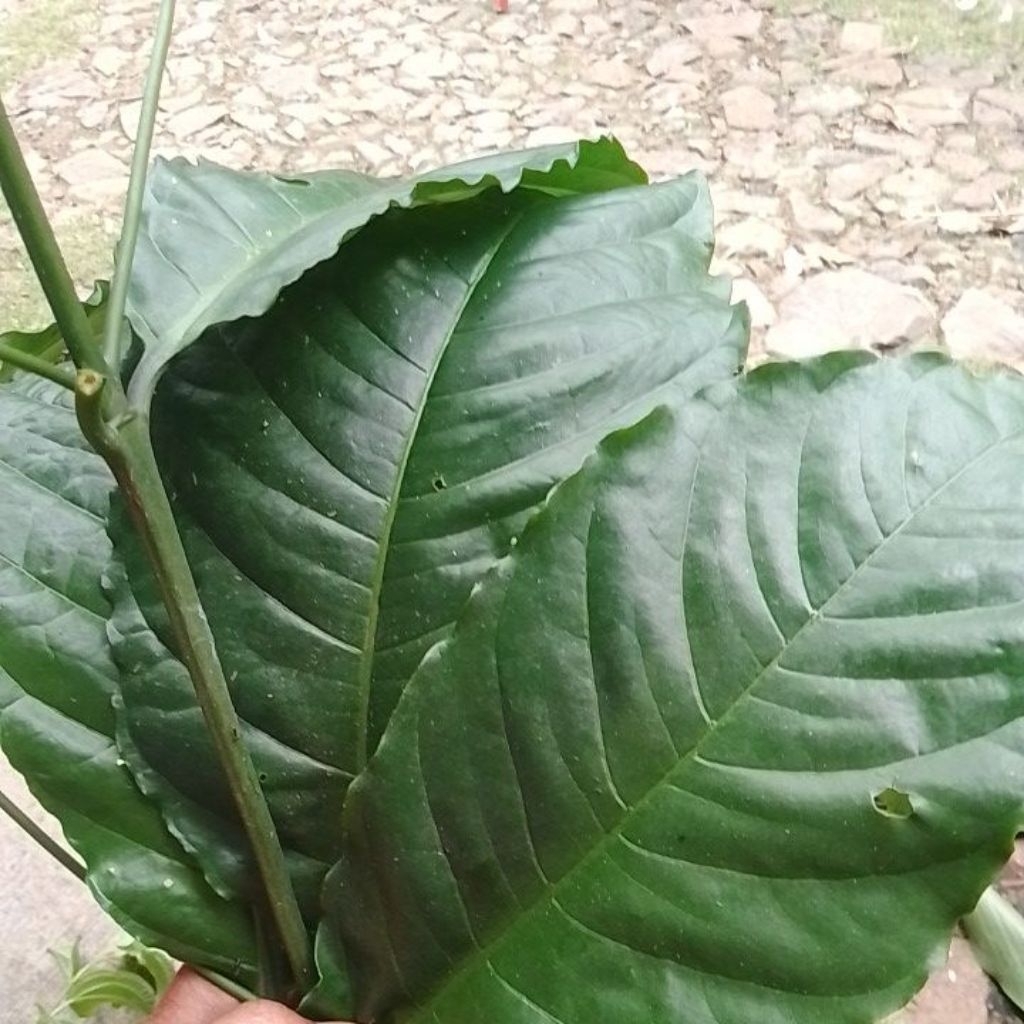 

daun kopi 300 gram
