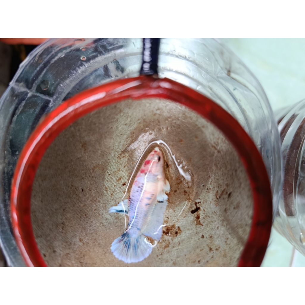 PAIR HMDE MULTICOLOR BANG BLUBERRY