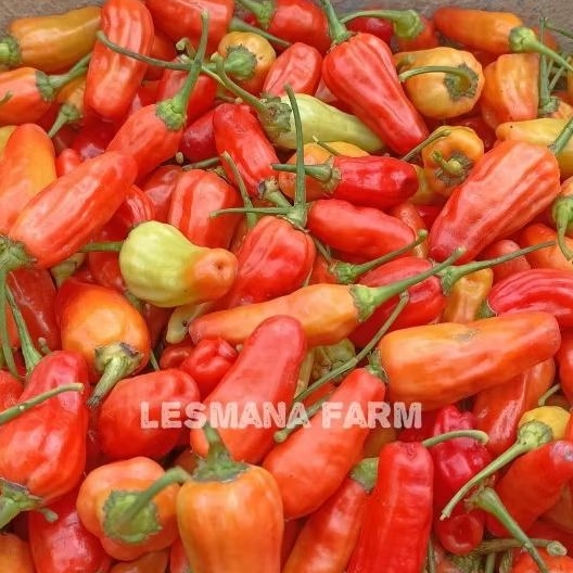 

Cabe rawit merah inul segar 250gr/500gr langsung dari kebun