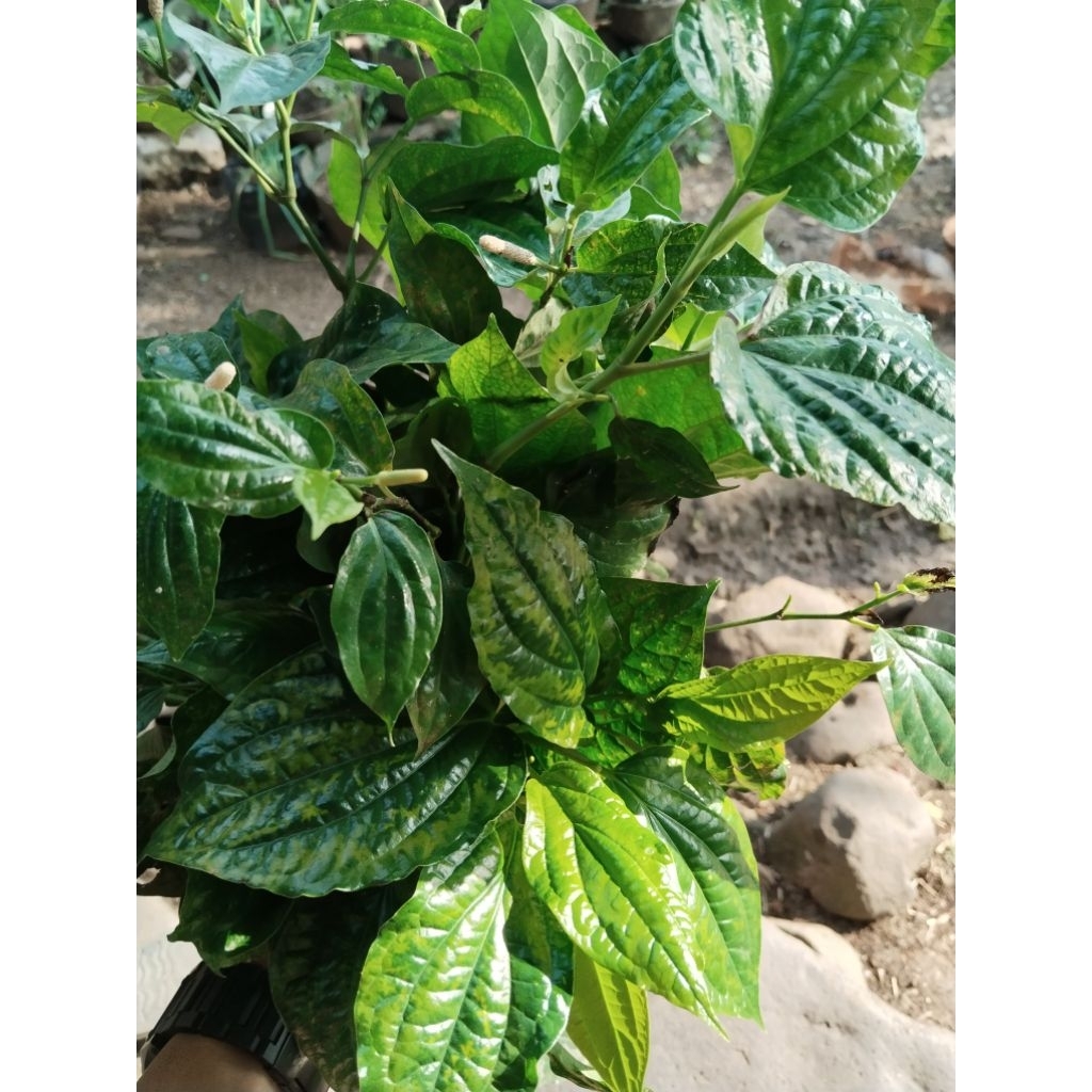 

DAUN KARUK FRESH UNTUK BATUK 50 lembar