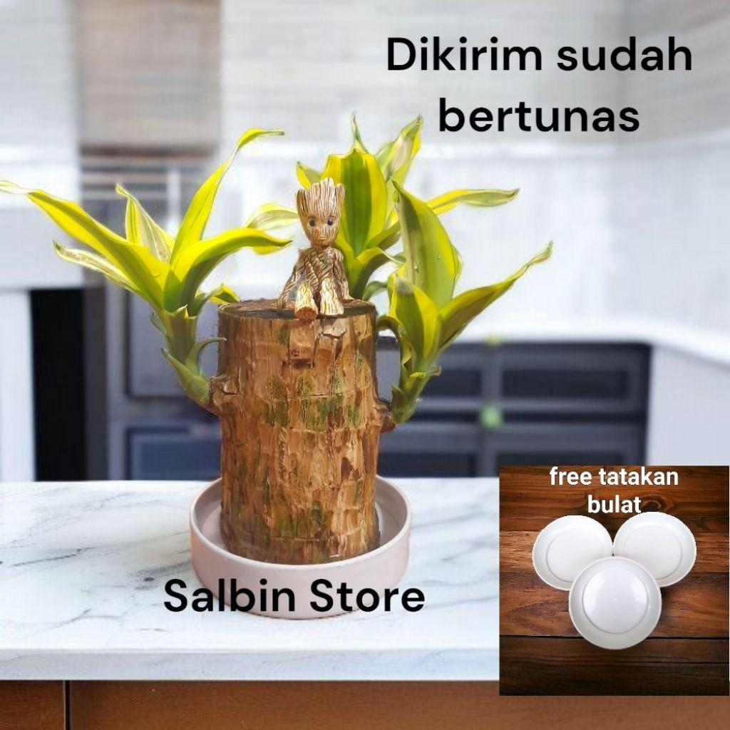 bonsai brazilian wood