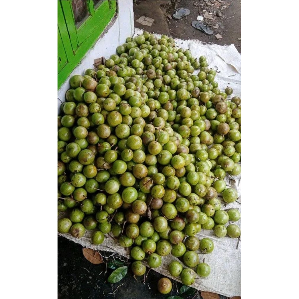 

Maneccu/Kenitu/Apel Plotot/sawo ijo/genitu ready fresh Gress anyar tas unduh tok matang 1kg