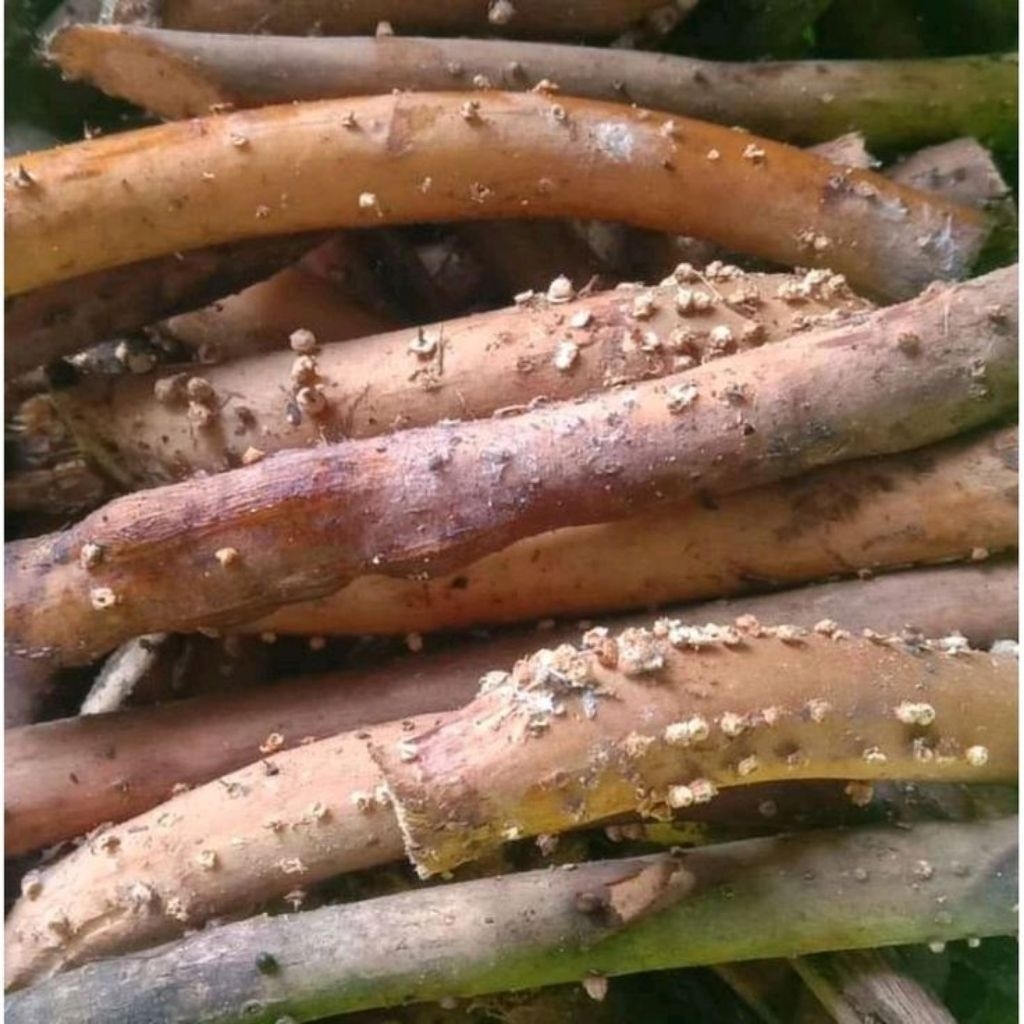 

Akar Pinang Segar 100 Gram Organik Bersih Siap Pakai Herbal Alami Obat Vitalitas Pria