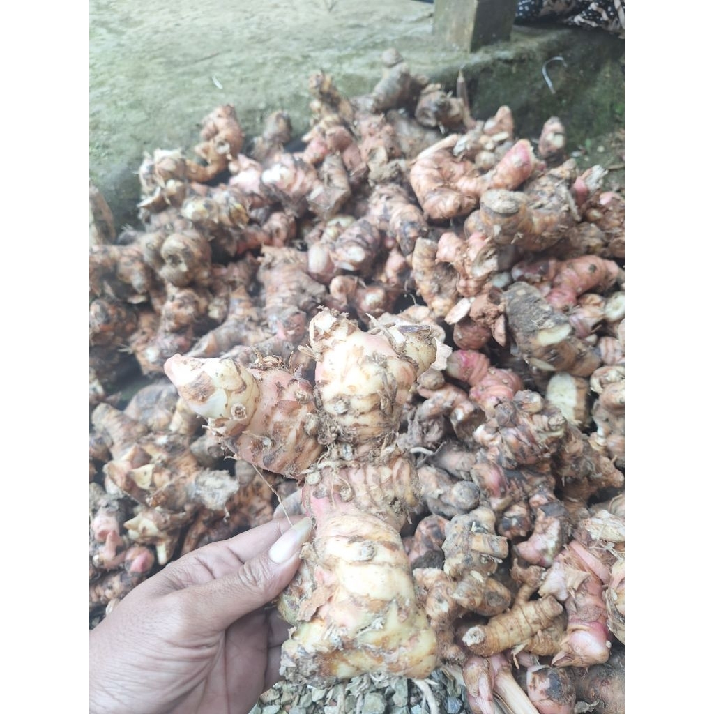 

Lengkuas / laos 1kg segar