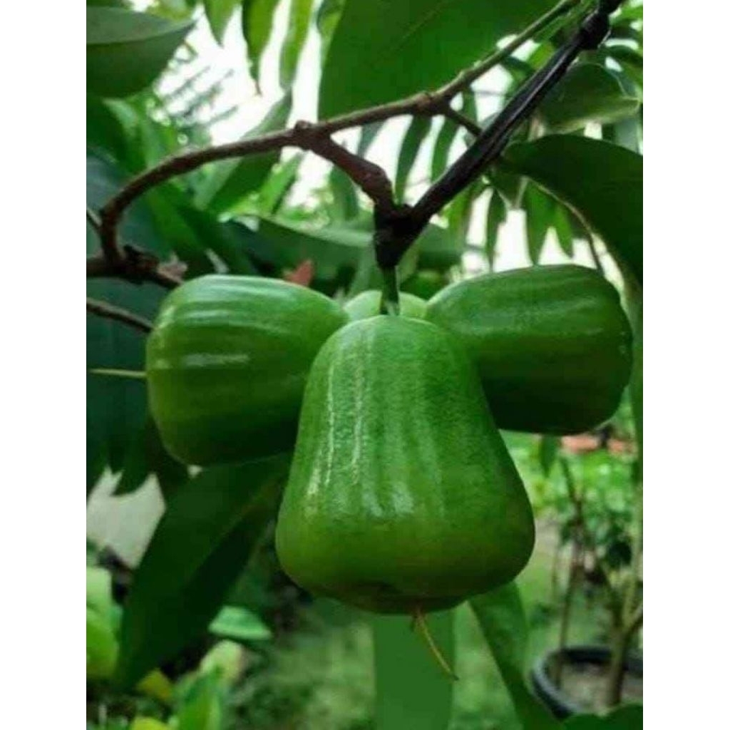 bibit jambu air kiojok