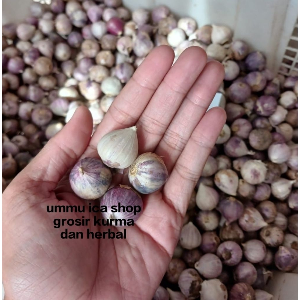 

Bawang putih tunggal import ||| Bawng putih || Bawang lanang|| Garlic