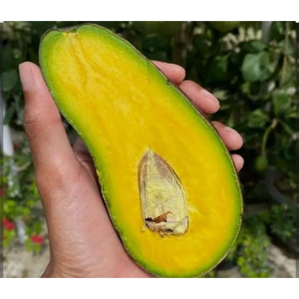 bibit apukat jenis SWY 02