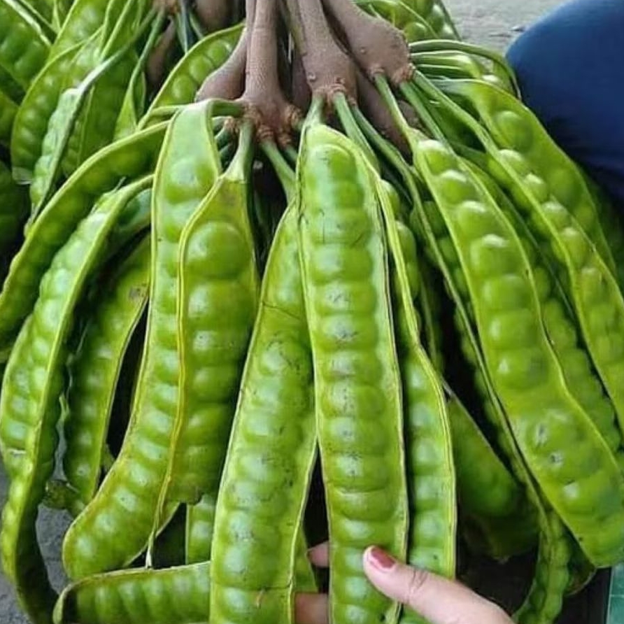 

1 Ikat isi 5 Papan Pete Super Jumbo Grade A super pilihan