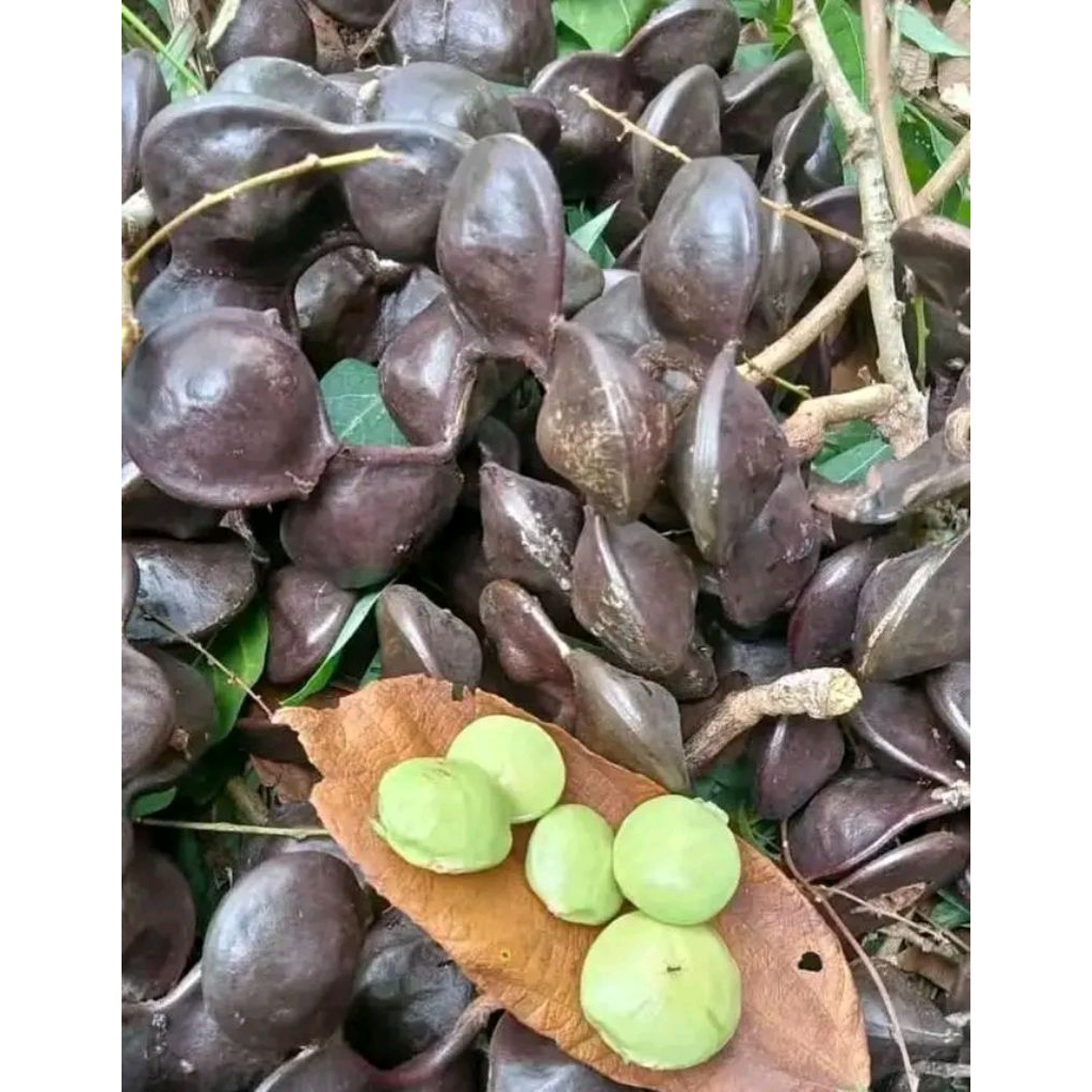 

KEMASAN 1KILO Jengkol muda masih dalam cangkang fresh/Jengkol muda/jengkol lalap/lalapan enak/Jengkol enak