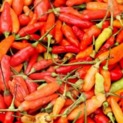 

Promo 100 gram Cabe Merah Keriting Cabai Segar Pedas Murah super