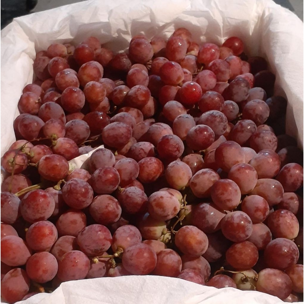 

Indukbuah Buah Anggur Red Globe China Manis 1 Box
