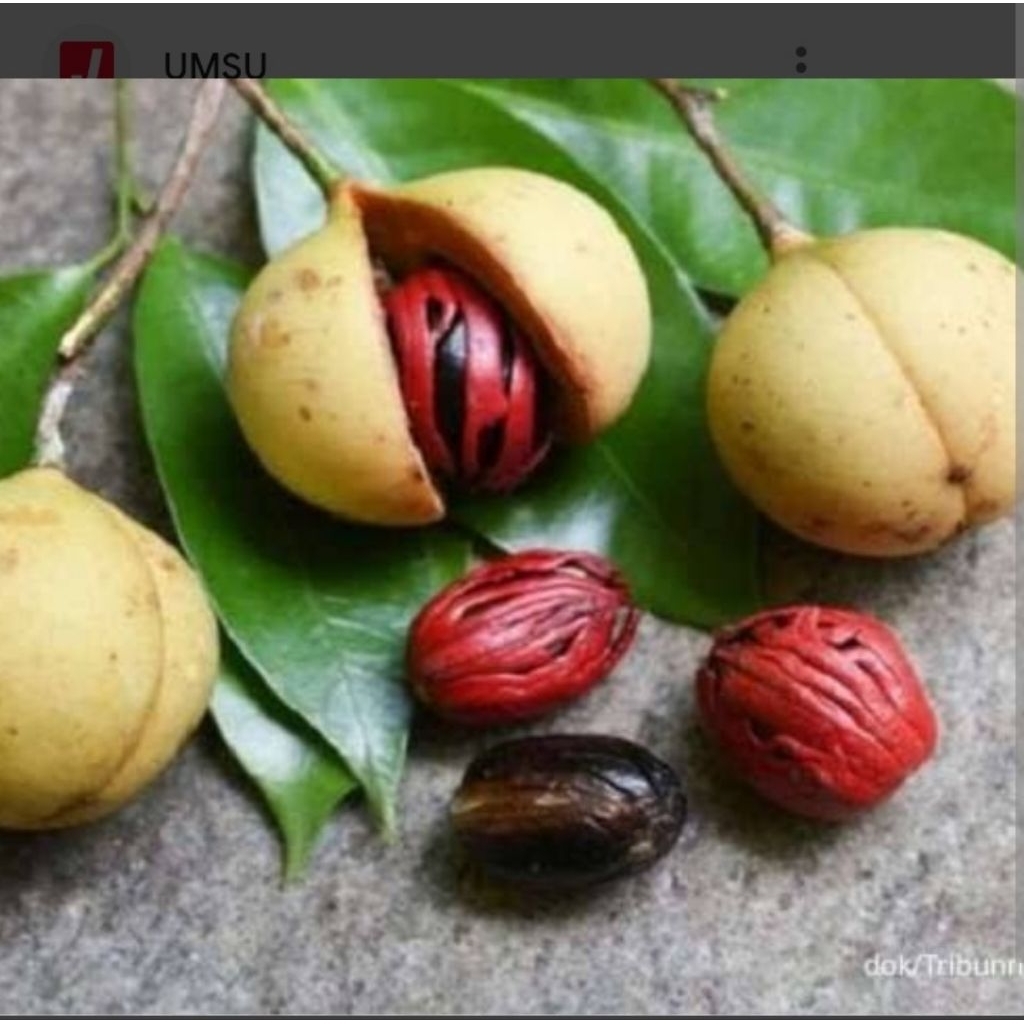 

buah pala segar 500gr