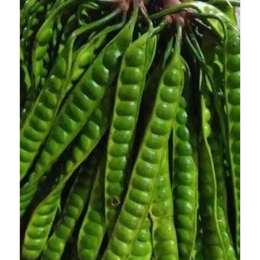 

Pete Super .10 Papan/10 Biji .