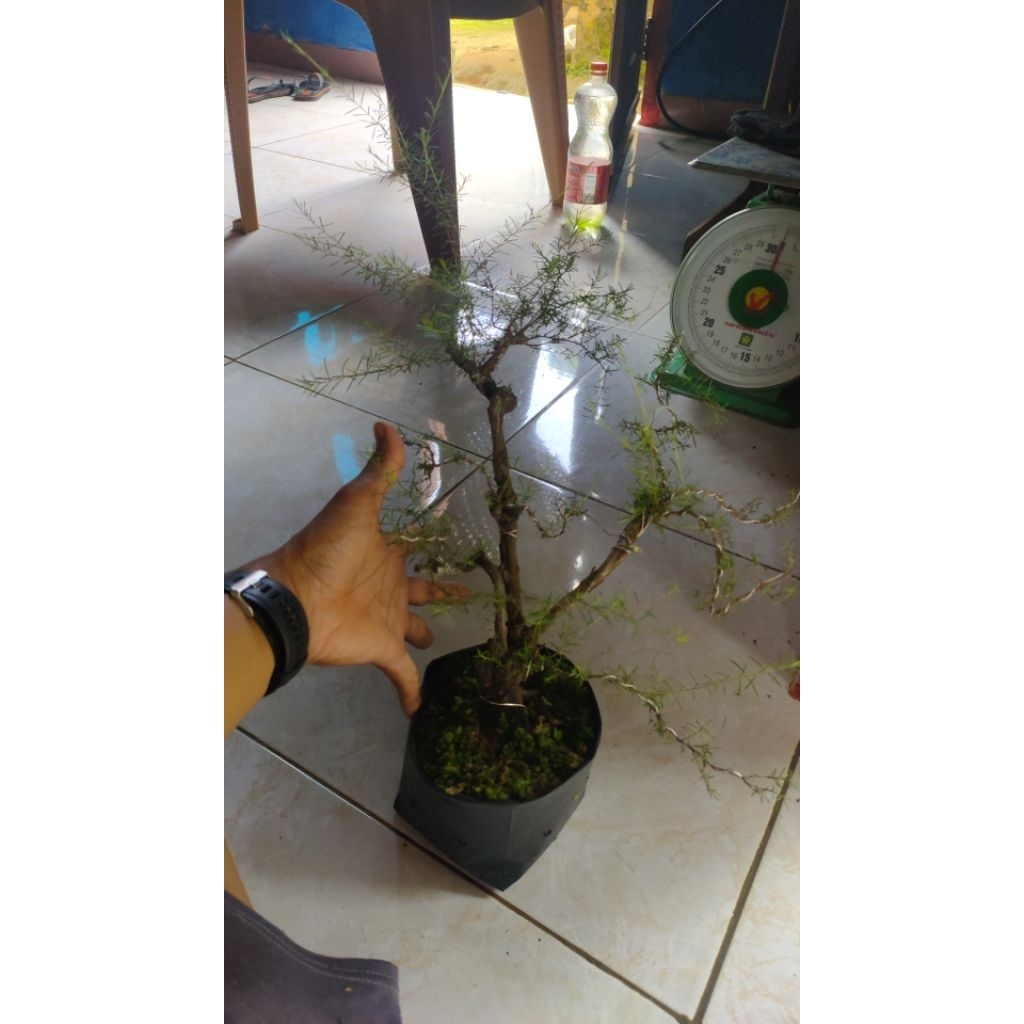 bahan bonsai CUCUR ATAP