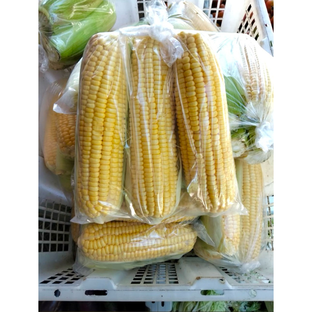 

Jagung Manis