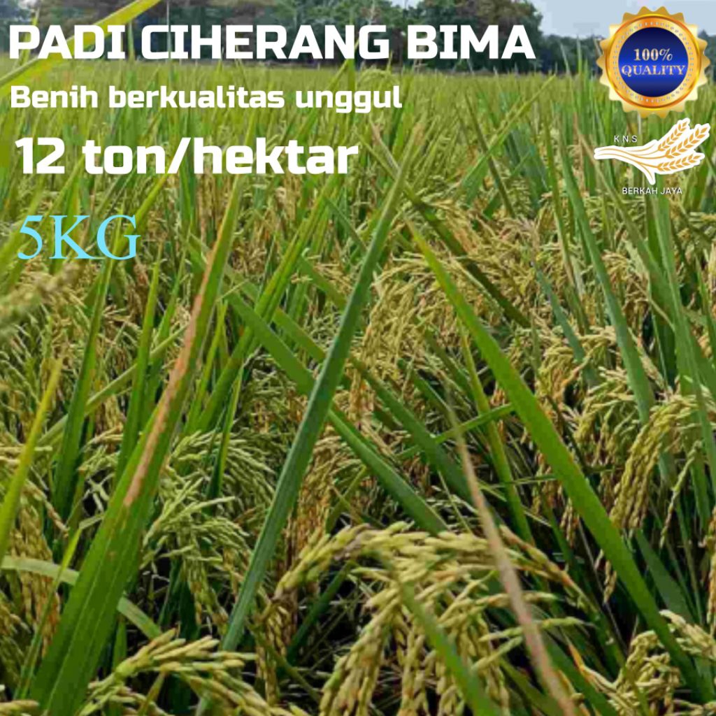 Benih padi ciherang bima unggul original 5kg