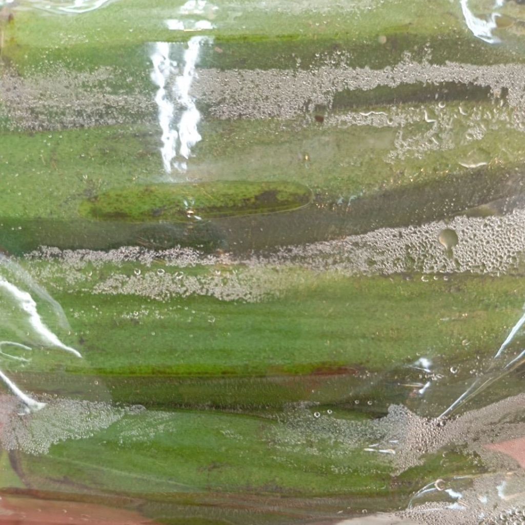 

Okra Hijau Segar 250gr Sayur Fresh Denpasar Bali