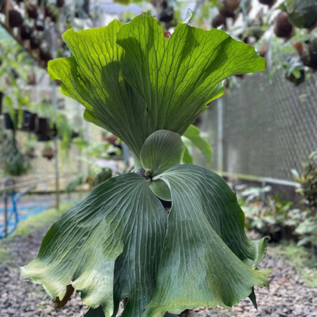 Tanaman Tanduk Rusa Platycerium Neptune