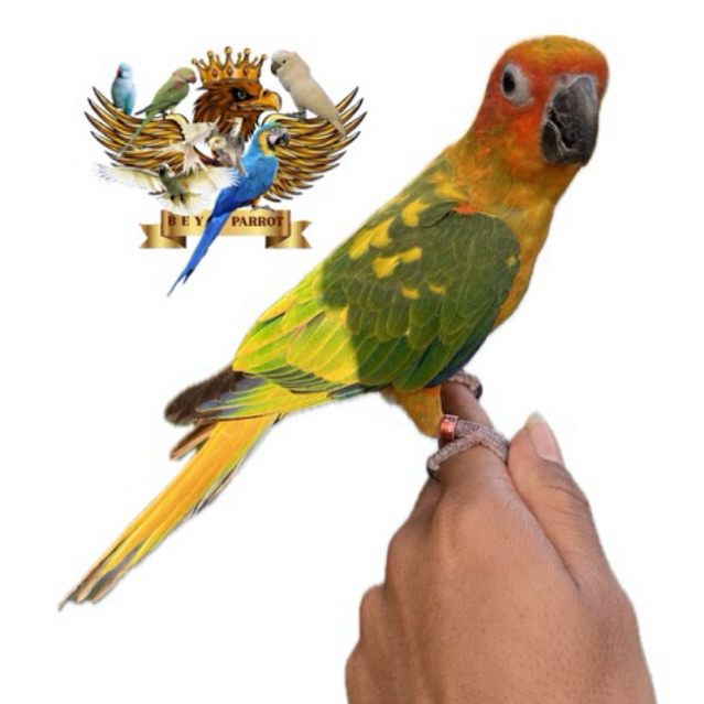 Sunconure