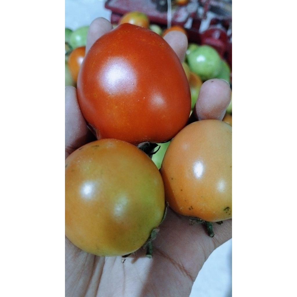 

TOMAT 1kg Fresh langsung dari PETANI