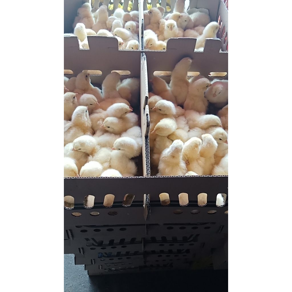 doc ayam boyler pedaging ( manggis) dus polos