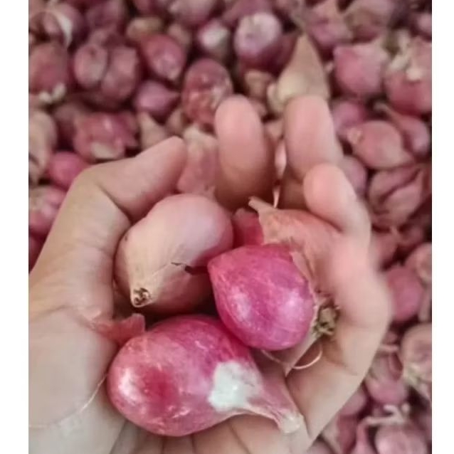 

Bawang merah sukomoro ukuran besar sedang bamer kering