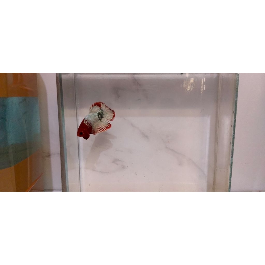 fccp red line vietnam sepasang