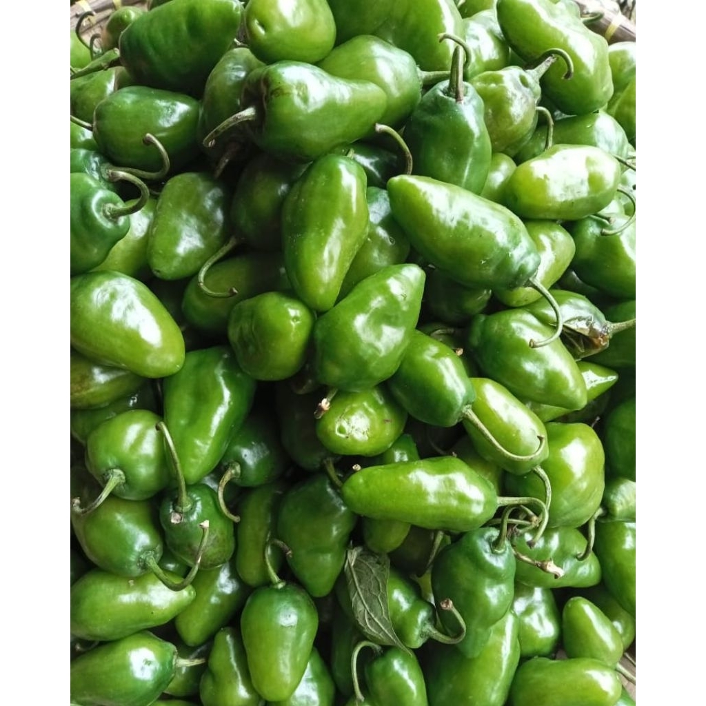 

Cabe Gendot / Gendol Super | Fresh Asli Bandung