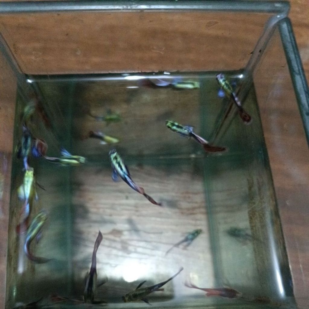 Guppy Cendolan