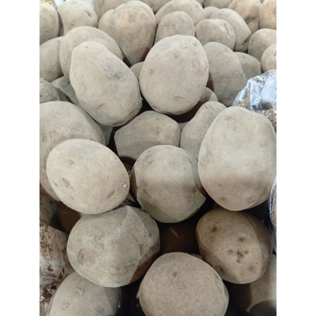 

Kentang Premium Besar kentang super