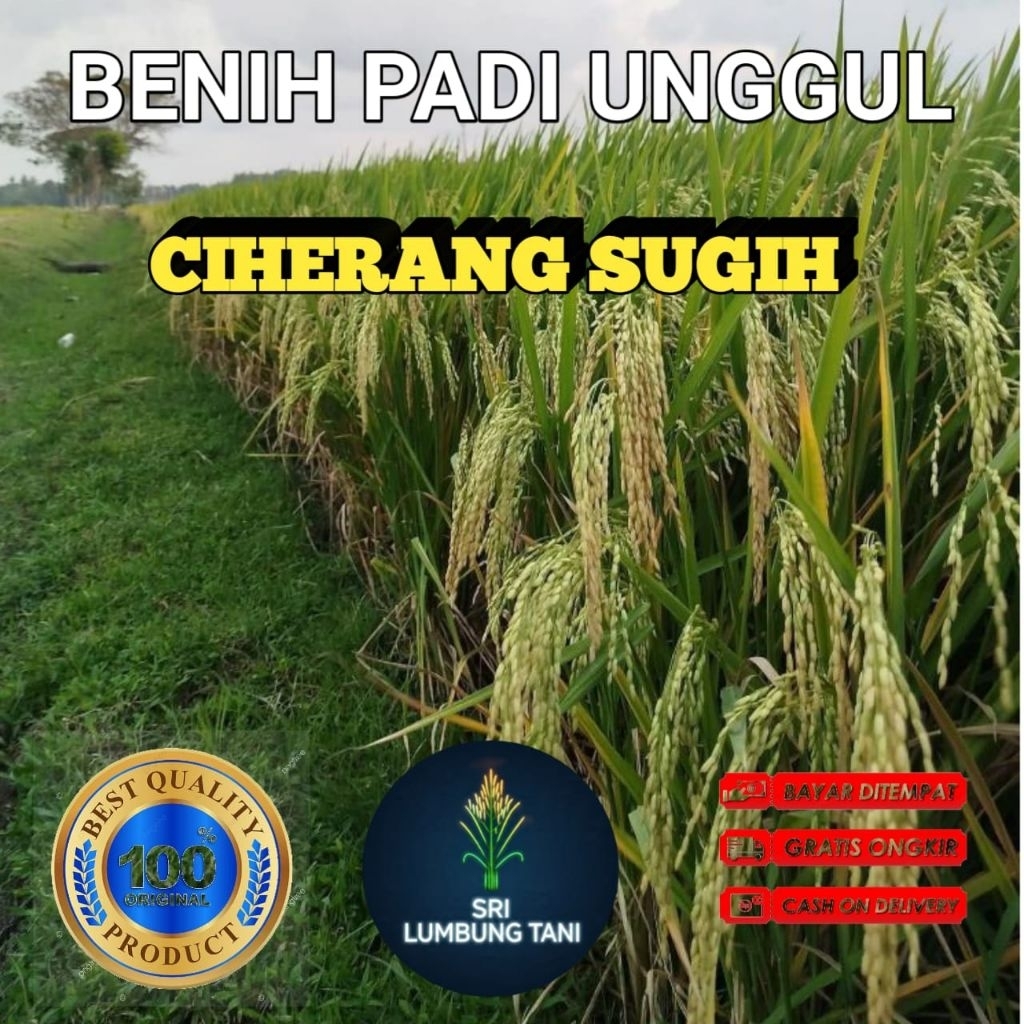 (10KG) BENIH BIBIT PADI CIHERANG SUGIH UNGGUL BERKUALITAS