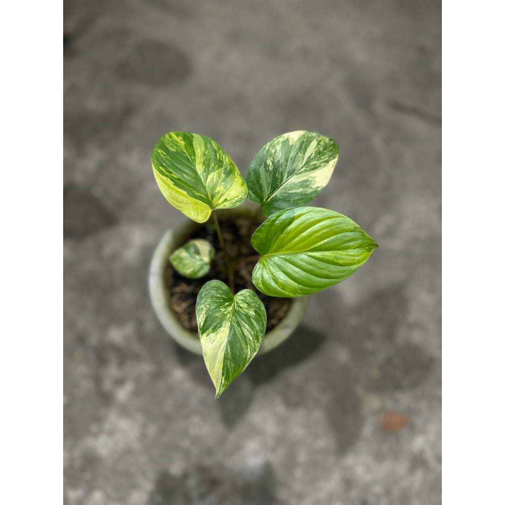 Homalomena Rubescens Variegata Real Pict