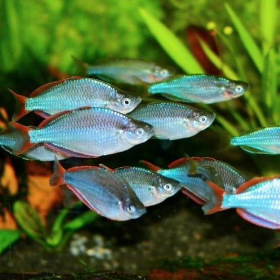 Ikan Hias Rainbow Peacock / Rainbow Praecox / Neon Rainbowfish